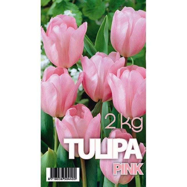 Tulpan Don Quichotte 50-pack